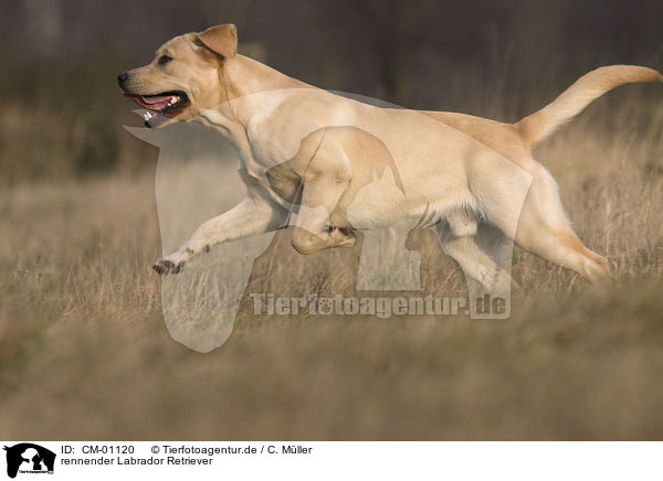 rennender Labrador Retriever / running Labrador Retriever / CM-01120