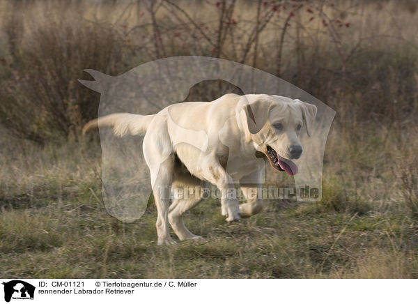 rennender Labrador Retriever / running Labrador Retriever / CM-01121