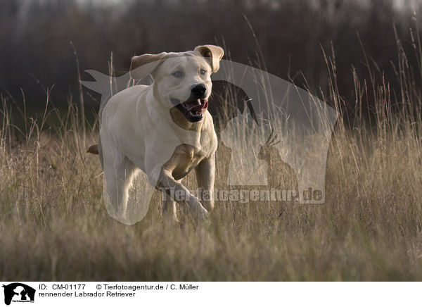 rennender Labrador Retriever / running Labrador Retriever / CM-01177