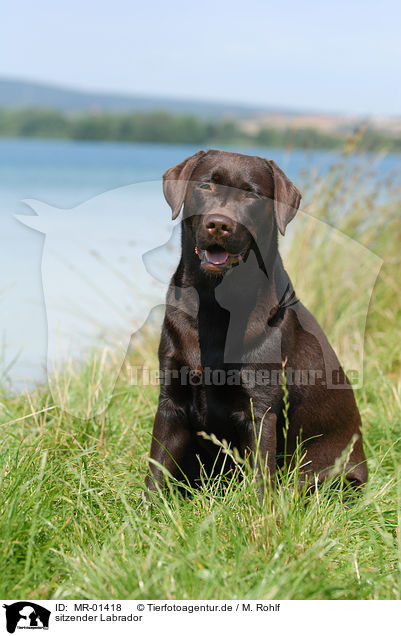 sitzender Labrador / sitting Labrador / MR-01418