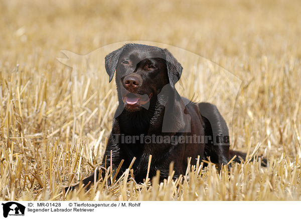 liegender Labrador Retriever / lying Labrador Retriever / MR-01428