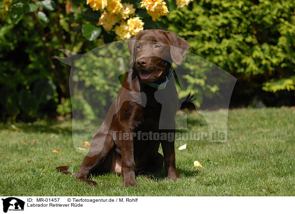 Labrador Retriever Rde / brown Labrador / MR-01457