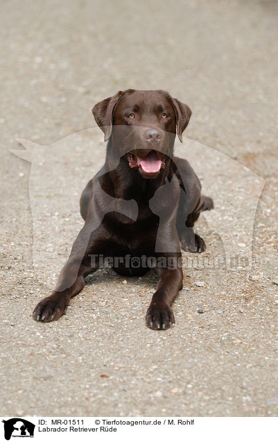 Labrador Retriever Rde / brown Labrador / MR-01511