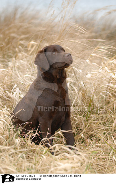 sitzender Labrador / sitting Labrador / MR-01521