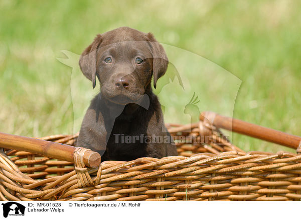 Labrador Welpe / chocolate Labrador Puppy / MR-01528