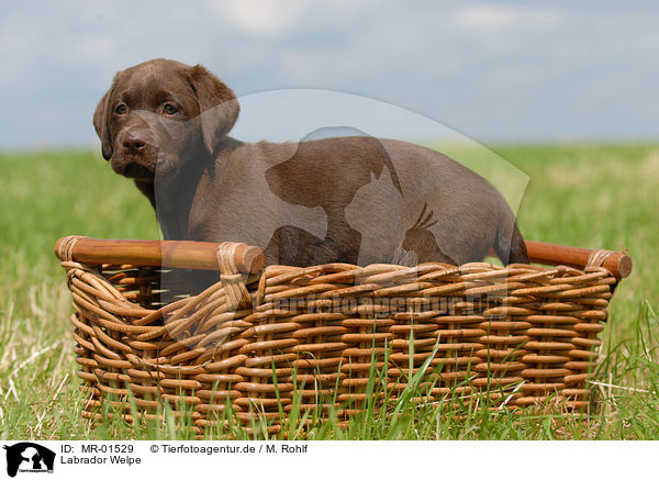 Labrador Welpe / chocolate Labrador Puppy / MR-01529