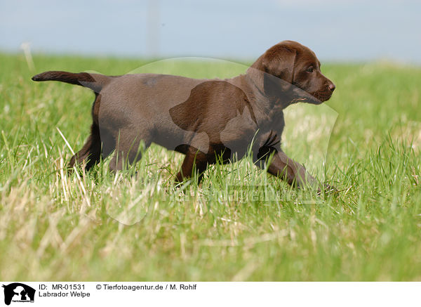 Labrador Welpe / chocolate Labrador Puppy / MR-01531