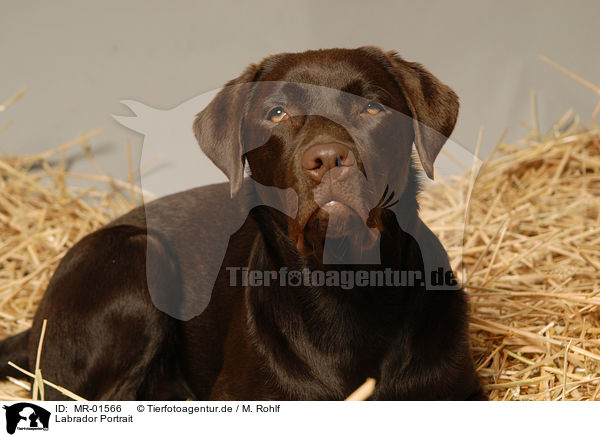 Labrador Portrait / Labrador Portrait / MR-01566