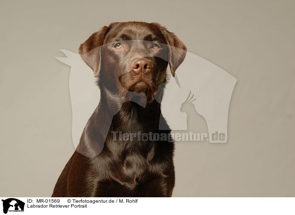 Labrador Retriever Portrait / MR-01569
