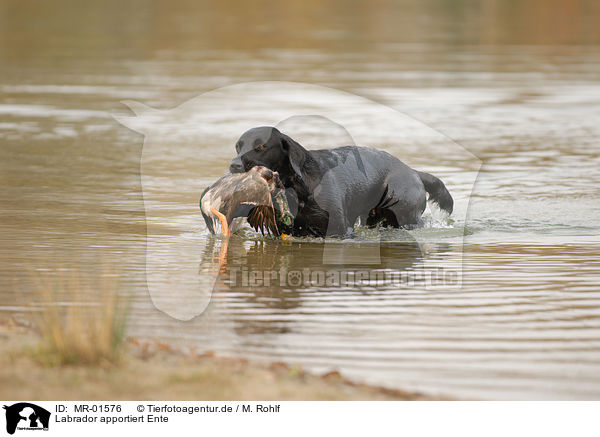 Labrador apportiert Ente / Labrador retrieves duck / MR-01576