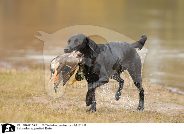 Labrador apportiert Ente / Labrador retrieves duck / MR-01577