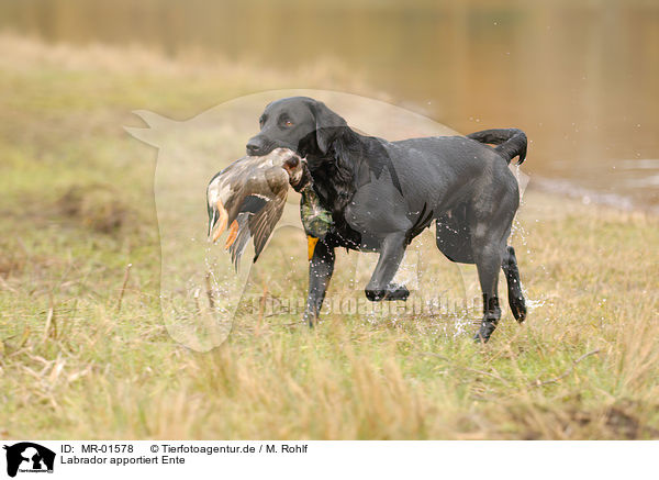Labrador apportiert Ente / Labrador retrieves duck / MR-01578