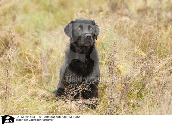 sitzender Labrador Retriever / sitting Labrador Retriever / MR-01583