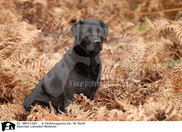 sitzender Labrador Retriever / sitting Labrador Retriever / MR-01585