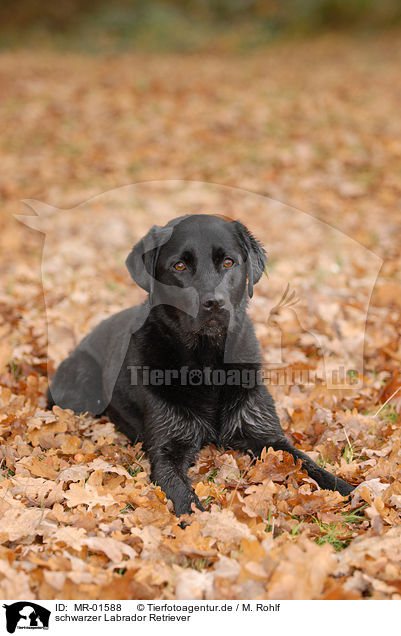 schwarzer Labrador Retriever / black Labrador Retriever / MR-01588