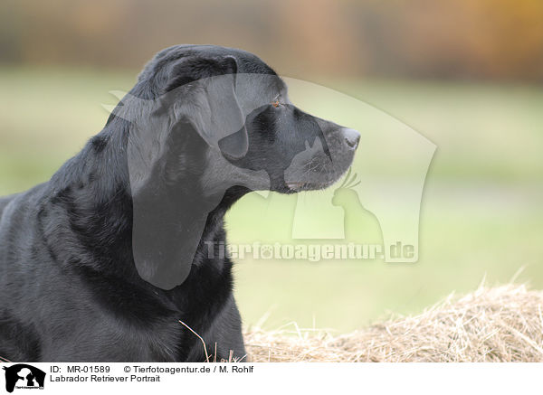 Labrador Retriever Portrait / Labrador Retriever Portrait / MR-01589