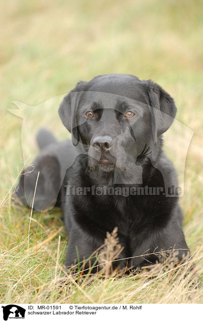 schwarzer Labrador Retriever / black Labrador Retriever / MR-01591
