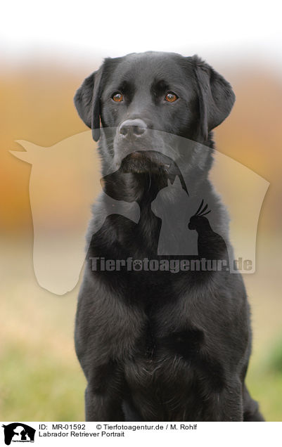 Labrador Retriever Portrait / MR-01592
