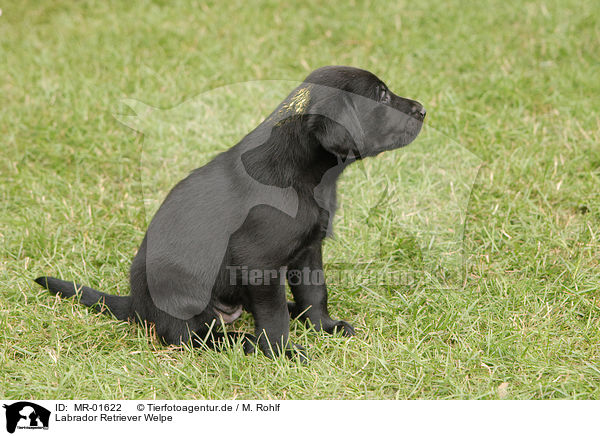 Labrador Retriever Welpe / Labrador Retriever puppy / MR-01622