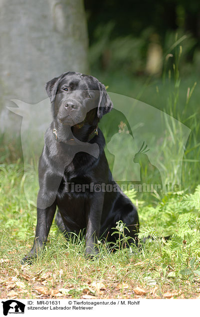 sitzender Labrador Retriever / sitting Labrador Retriever / MR-01631