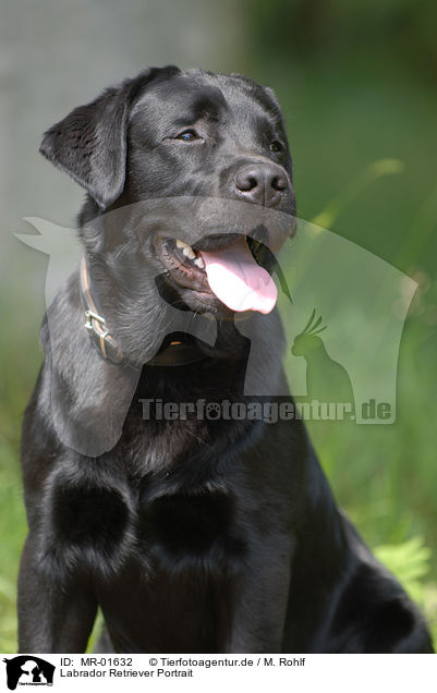 Labrador Retriever Portrait / Labrador Retriever Portrait / MR-01632