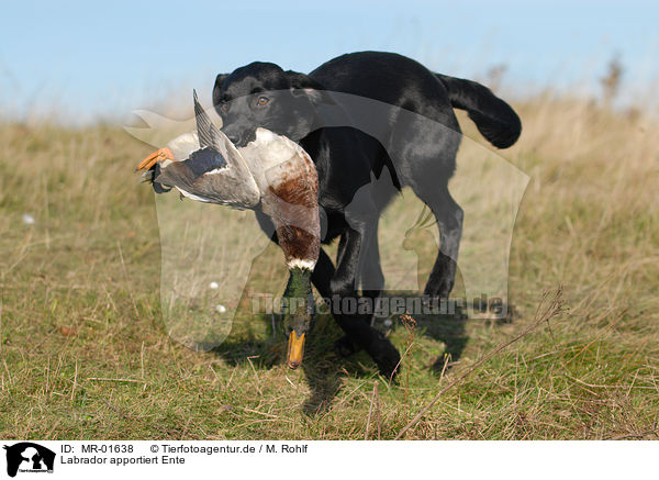 Labrador apportiert Ente / Labrador retrieves duck / MR-01638