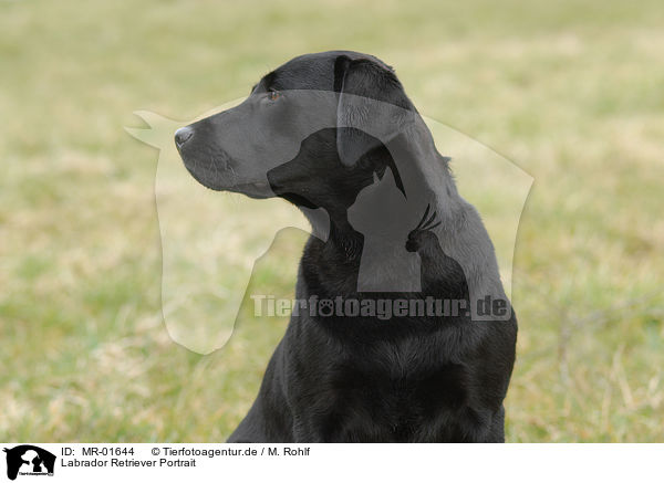 Labrador Retriever Portrait / Labrador Retriever Portrait / MR-01644