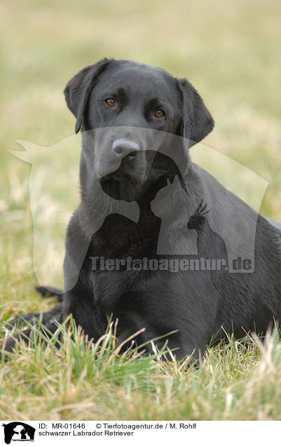 schwarzer Labrador Retriever / black Labrador Retriever / MR-01646