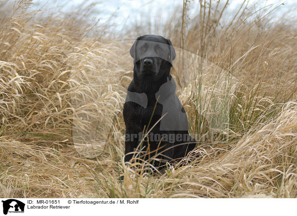 Labrador Retriever / Labrador Retriever / MR-01651