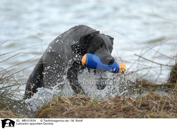 Labrador apportiert Dummy / MR-01654