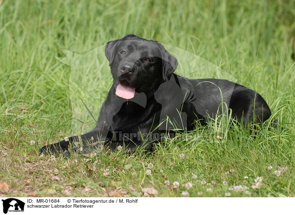 schwarzer Labrador Retriever / black Labrador Retriever / MR-01684