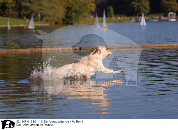 Labrador springt ins Wasser / MR-01730