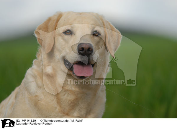 Labrador Retriever Portrait / Labrador Retriever Portrait / MR-01829