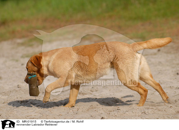 rennender Labrador Retriever / MR-01915