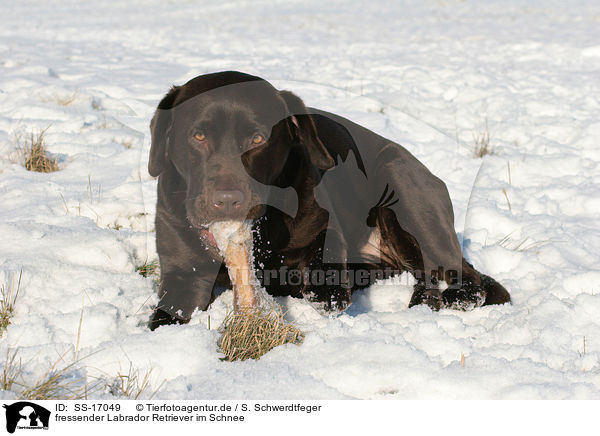 fressender Labrador Retriever im Schnee / SS-17049