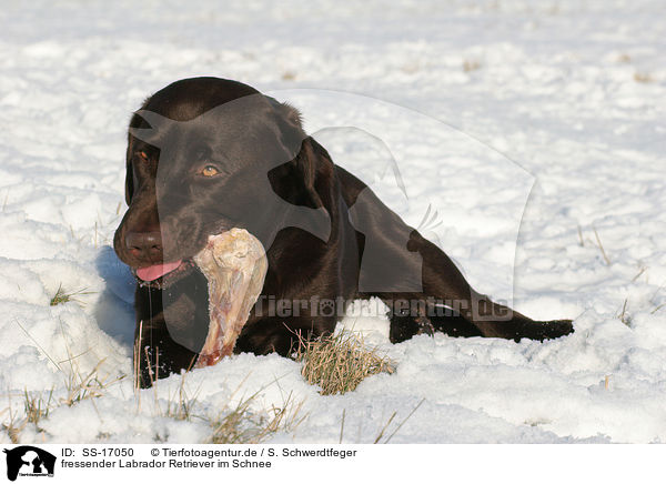 fressender Labrador Retriever im Schnee / SS-17050