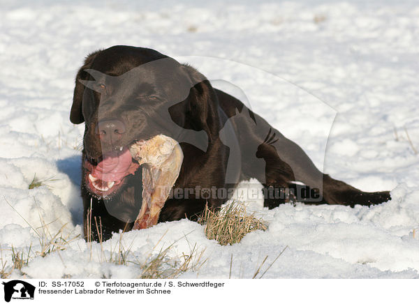fressender Labrador Retriever im Schnee / SS-17052