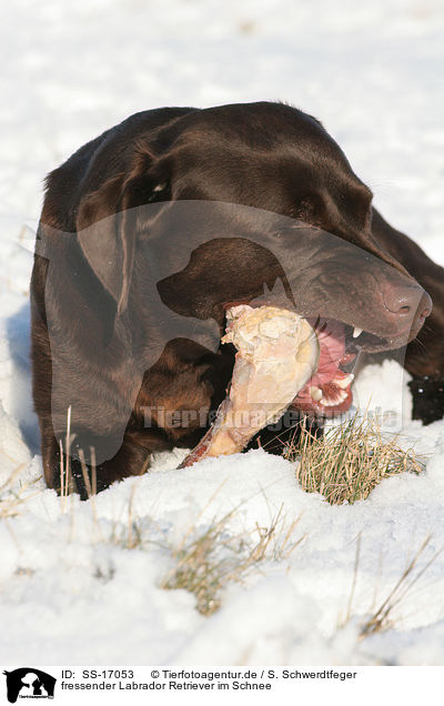 fressender Labrador Retriever im Schnee / SS-17053