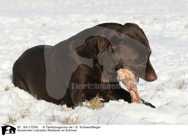 fressender Labrador Retriever im Schnee / SS-17056