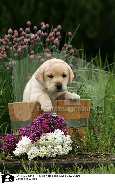 Labrador Welpe / Labrador Puppy / KL-01245