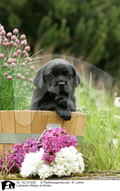 Labrador Welpe im Eimer / Labrador Puppy in bucket / KL-01252