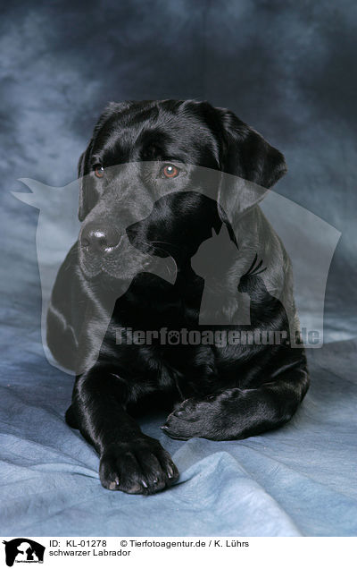 schwarzer Labrador / black Labrador / KL-01278