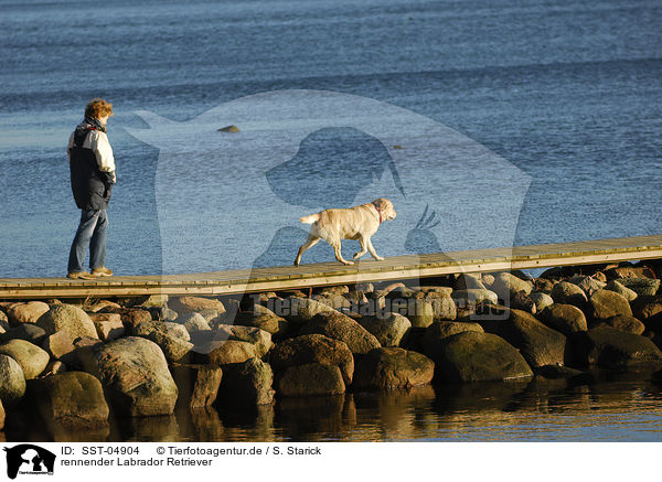 rennender Labrador Retriever / running Labrador Retriever / SST-04904