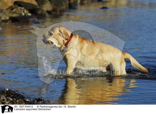 Labrador apportiert Stckchen / Labrador apports limb / SST-04912