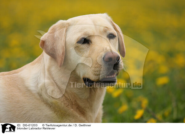 blonder Labrador Retriever / blonde Labrador Retriever / DG-01203