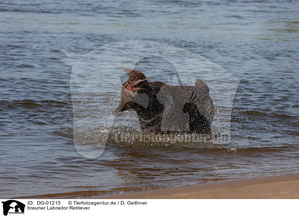 brauner Labrador Retriever / brown Labrador Retriever / DG-01215