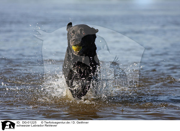 schwarzer Labrador Retriever / black Labrador Retriever / DG-01225