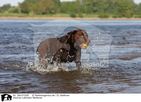 brauner Labrador Retriever / brown Labrador Retriever / DG-01226