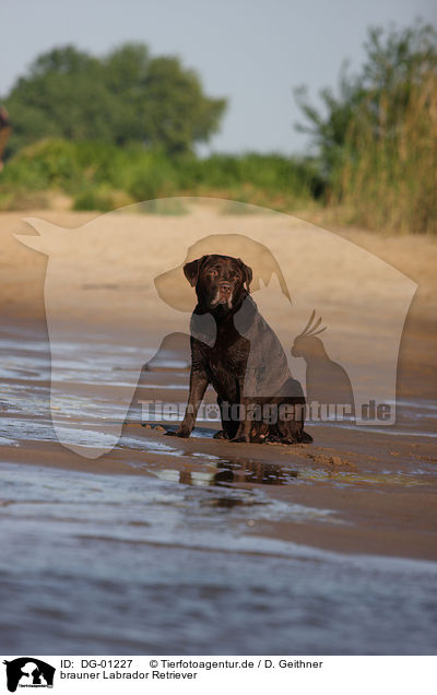 brauner Labrador Retriever / brown Labrador Retriever / DG-01227