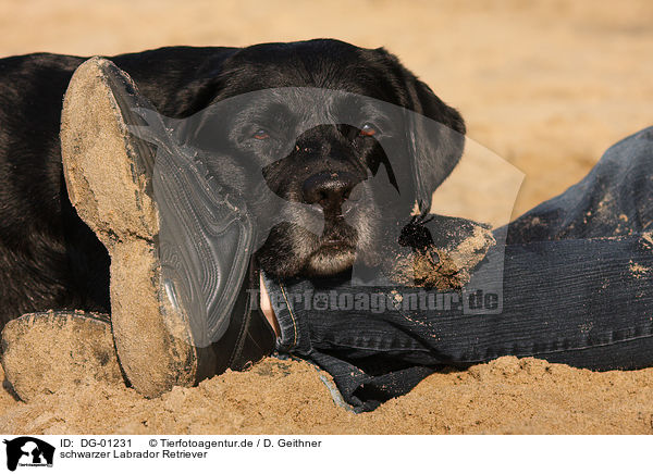 schwarzer Labrador Retriever / black Labrador Retriever / DG-01231